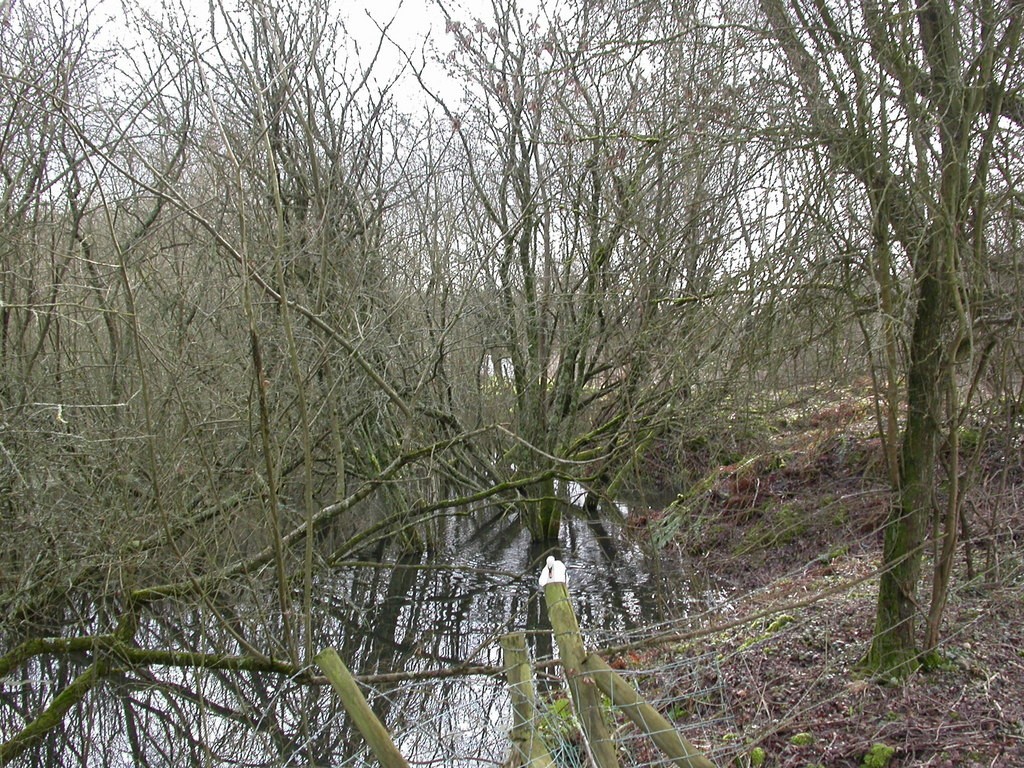 Right Image
