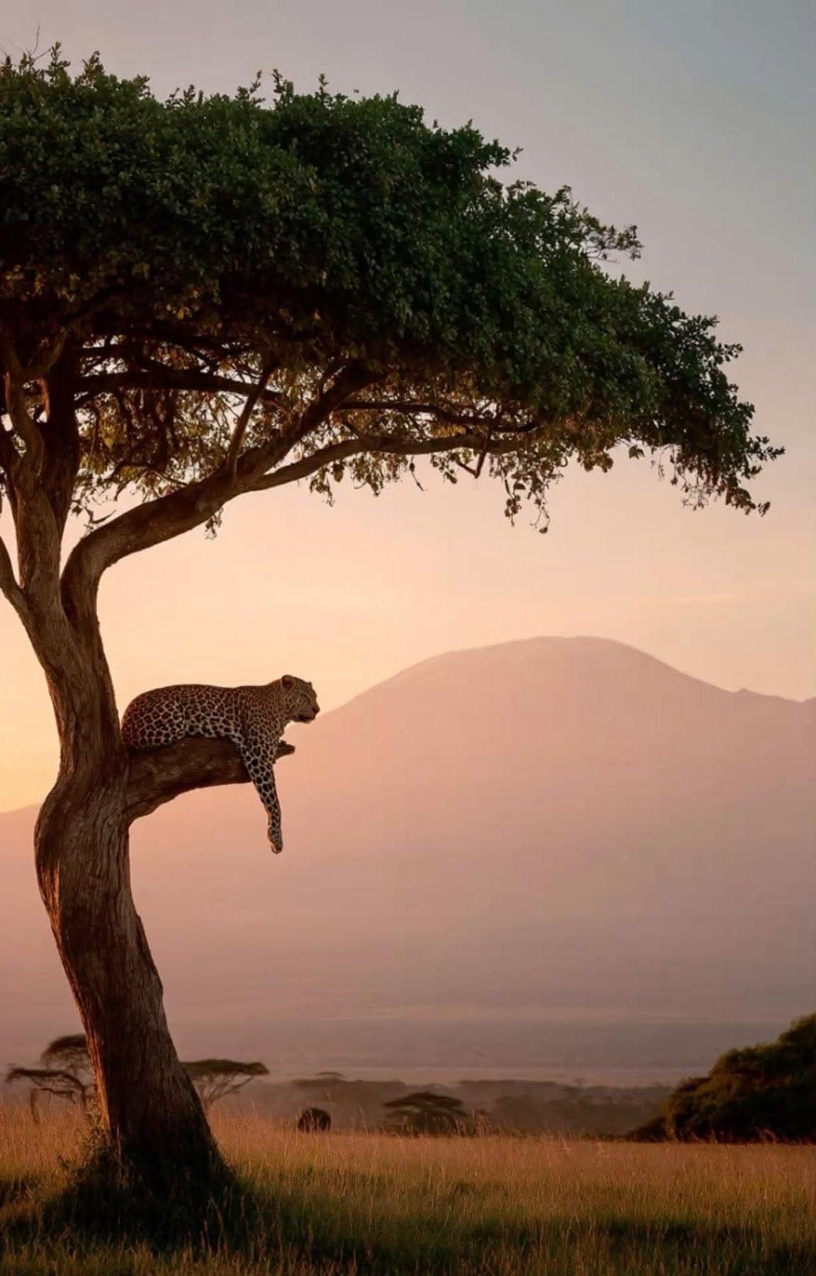 Simien wildlife